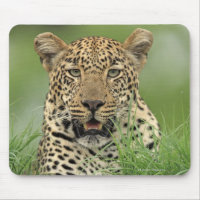 Leopard, Panthera pardus, Sabi Sabi Game