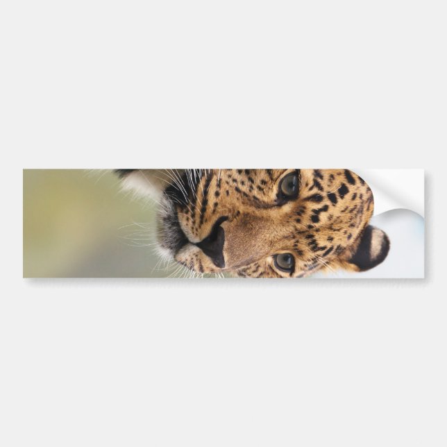 Leopard Photo Bumper Sticker (Front)