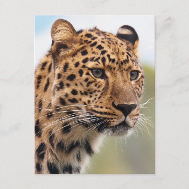 Leopard Photo Postcard (Front)