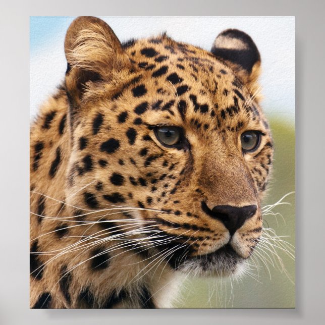 Leopard Photo Poster (Front)