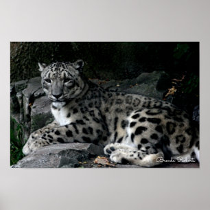 Leopard Photo Print