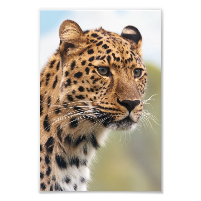 Leopard Photo Print (Front)