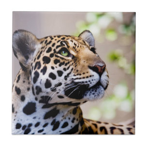 Leopard Photograph Ceramic Tile
