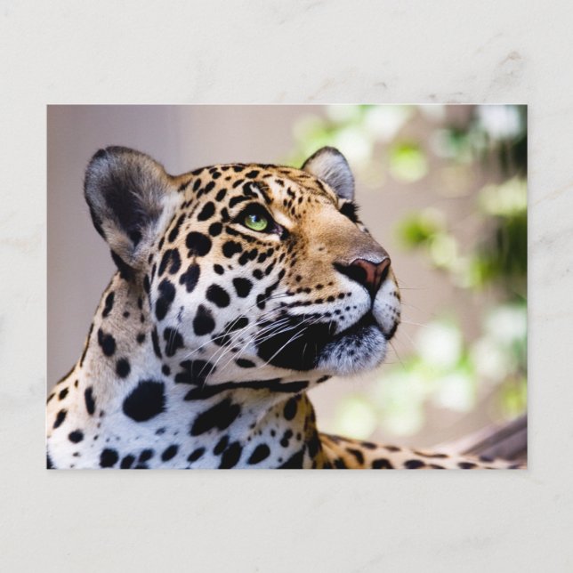 Leopard Photograph Postcard (Front)
