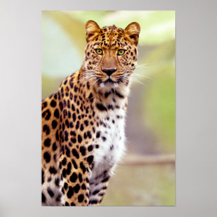 Leopard Photograph Poster