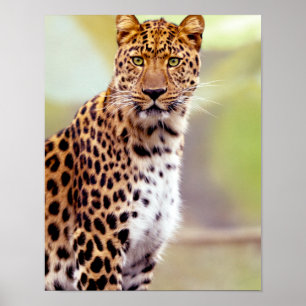 Leopard Photograph Poster