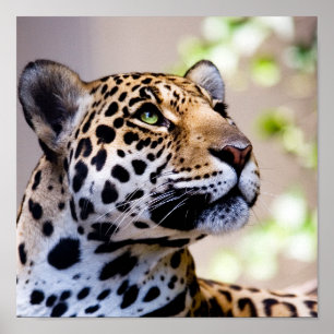 Leopard Photograph Poster
