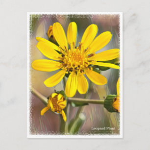Leopard Plant Postcard