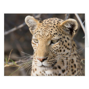 Leopard portrait