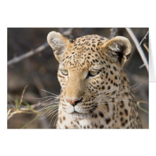 Leopard portrait
