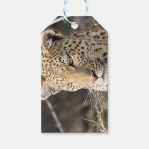 Leopard portrait gift tags