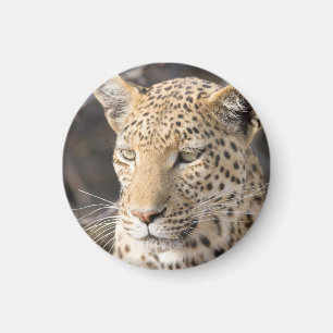Leopard portrait magnet