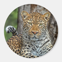 Leopard Portrait Magnet