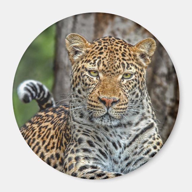 Leopard Portrait Magnet (Front)