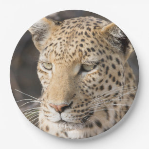 Leopard portrait photo paper plate