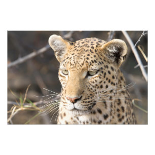 Leopard portrait photo print