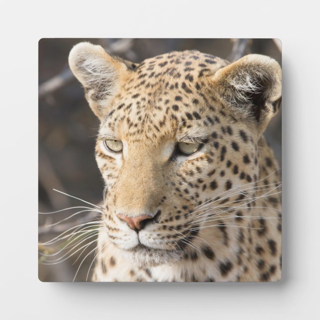 Leopard portrait plaque (Front)