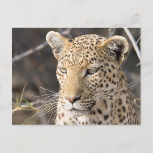 Leopard portrait postcard