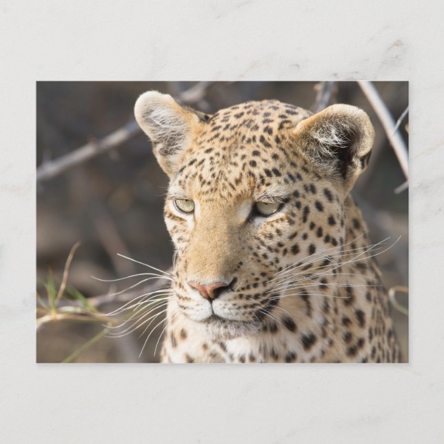 Leopard portrait postcard (Front)