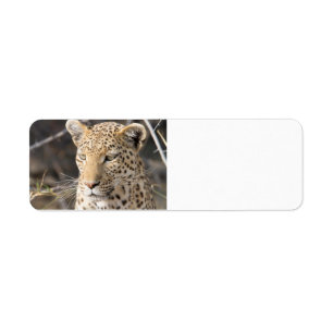 Leopard portrait return address label