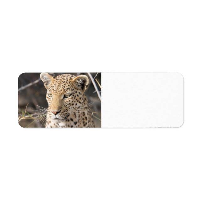 Leopard portrait return address label (Front)