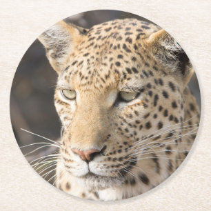 Leopard portrait round paper coaster