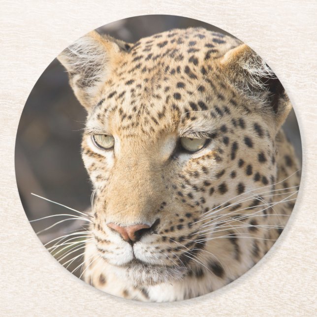 Leopard portrait round paper coaster (Front)