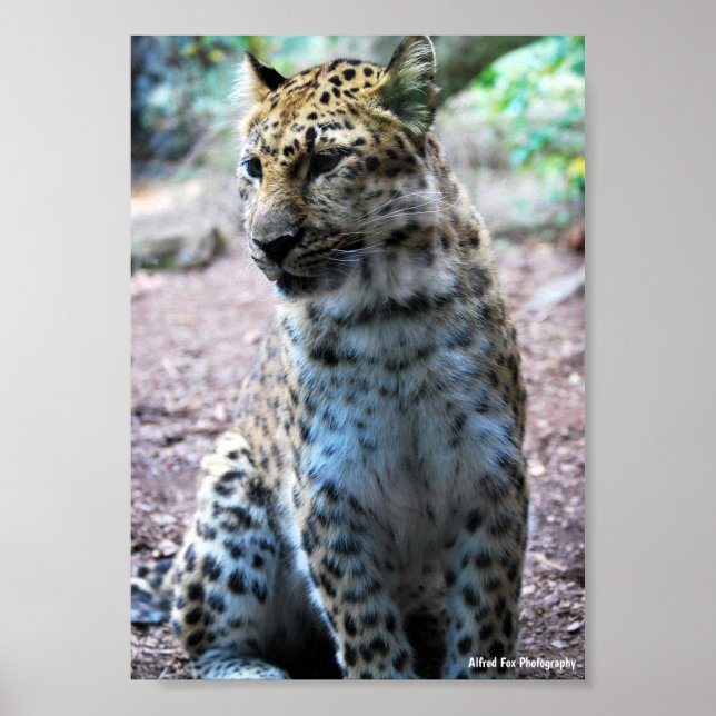 Leopard Pose Poster (Front)
