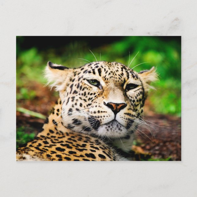 Leopard Postcard (Front)