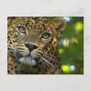 Leopard Postcard