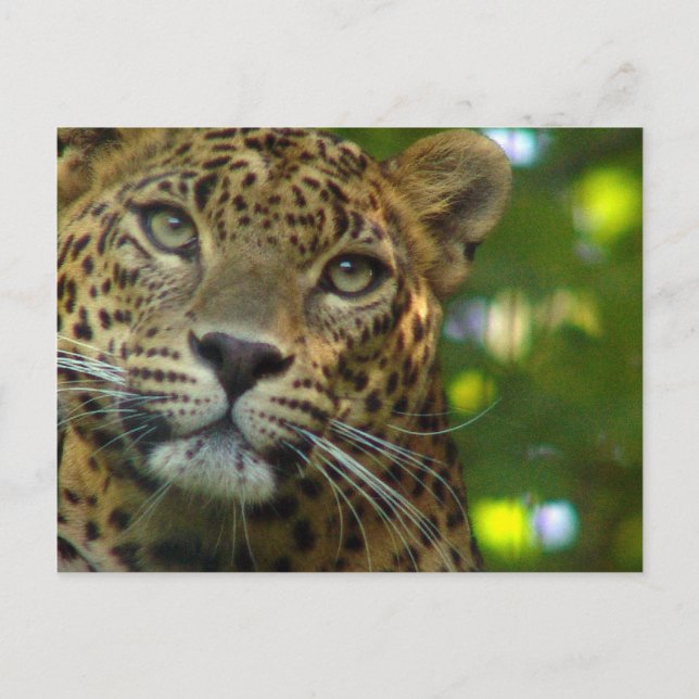 Leopard Postcard (Front)