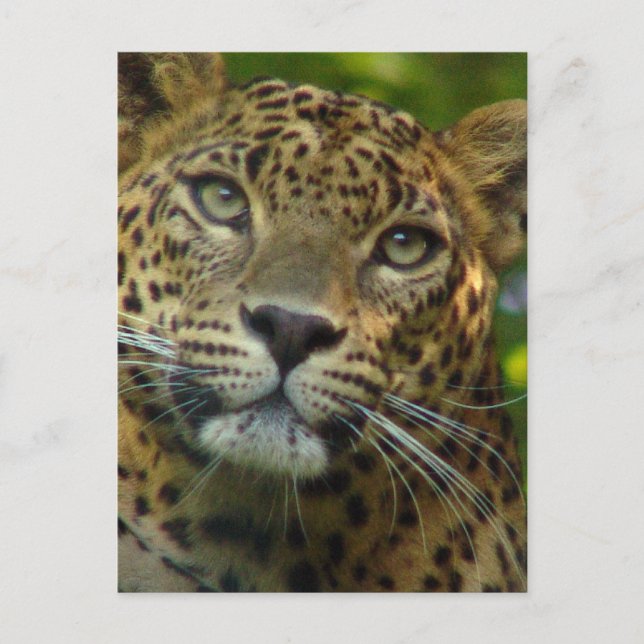 Leopard Postcard (Front)
