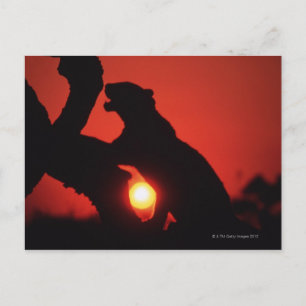 leopard postcard