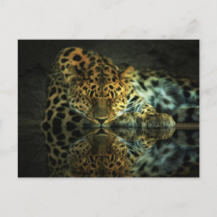 Leopard Postcard