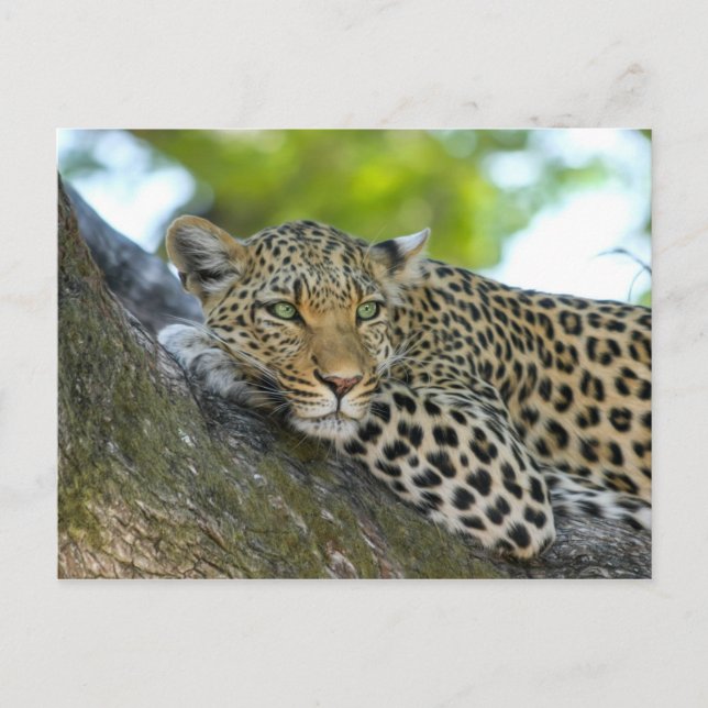 Leopard Postcard (Front)
