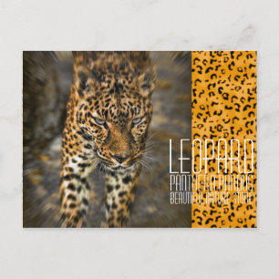 Leopard [Postcard] Postcard