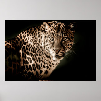 Leopard Poster