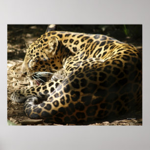 Leopard Poster