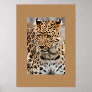 Leopard Poster