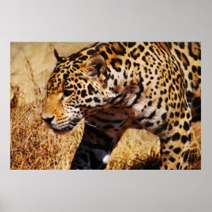 Leopard Poster
