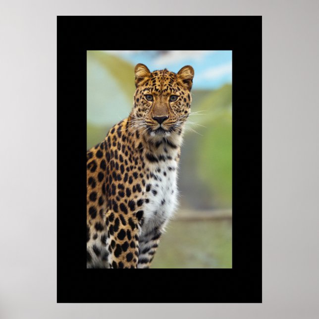 Leopard Poster (Front)