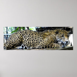 Leopard Poster 36x12 or Smaller Size Only