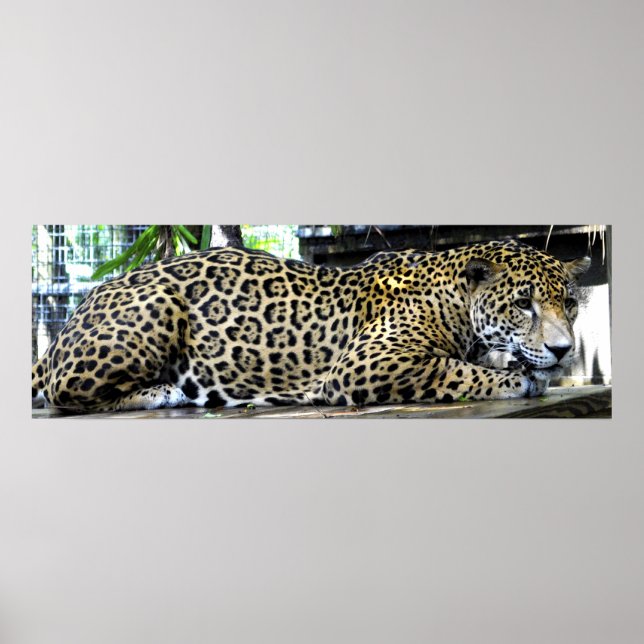Leopard Poster 36x12 or Smaller Size Only (Front)