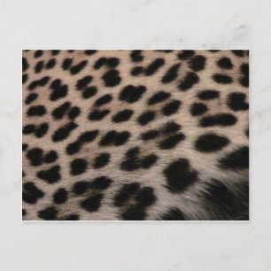 Leopard Print Background Postcard