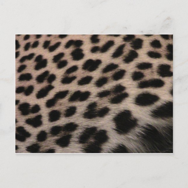 Leopard Print Background Postcard (Front)