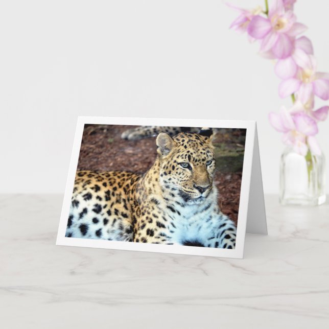 Leopard Relaxing Card (Orchid)