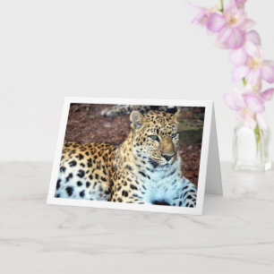 Leopard Relaxing Card