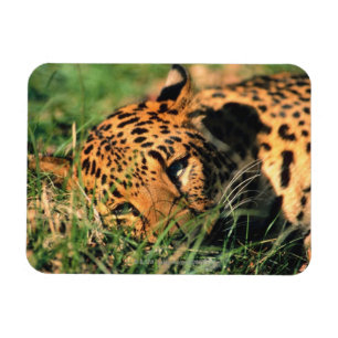 Leopard resting in grass magnet