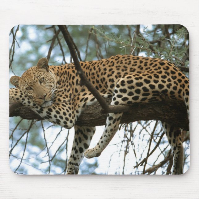 Leopard Resting in Tree Mouse Pad (Front)