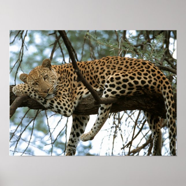 Leopard Resting in Tree Poster (Front)